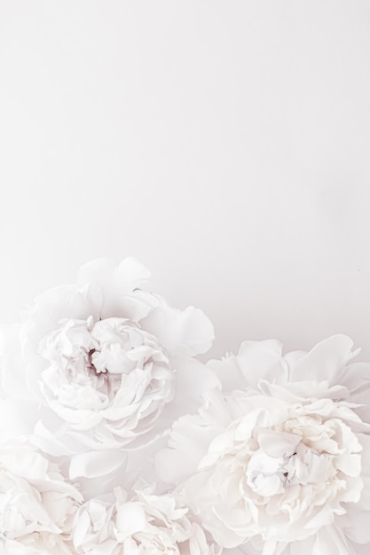 Pure white peony flowers as floral art background wedding decor and luxury branding