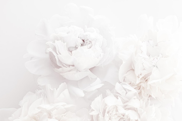 Pure white peony flowers as floral art background wedding decor and luxury branding