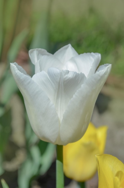 庭の真っ白なチューリップ庭の背景に白いチューリップの花