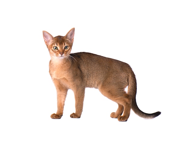 Purebred abyssinian cat isolated on white space. Cute playful kitten isolated