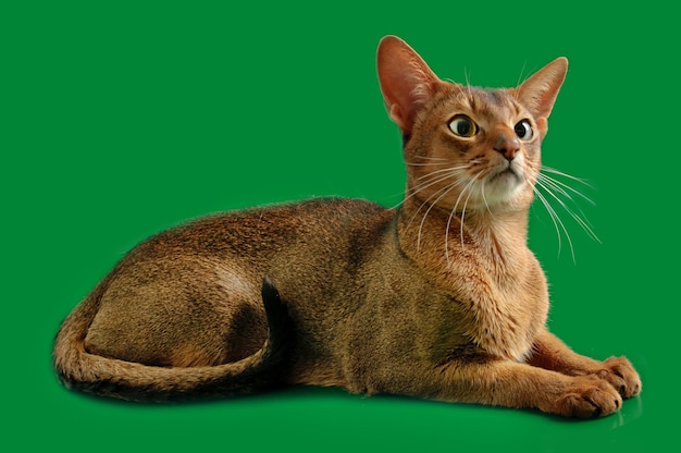 녹색 배경에 순종 abyssinian 젊은 고양이