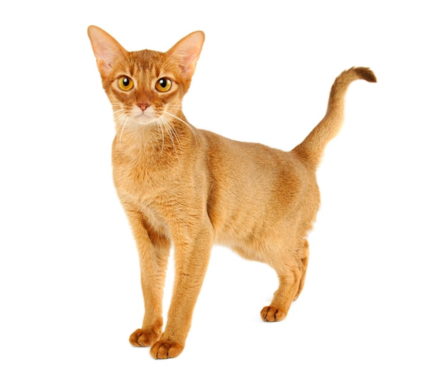 Purebred abyssinian young cat isolated on white