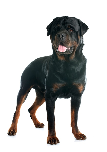 Rottweiler adulto di razza