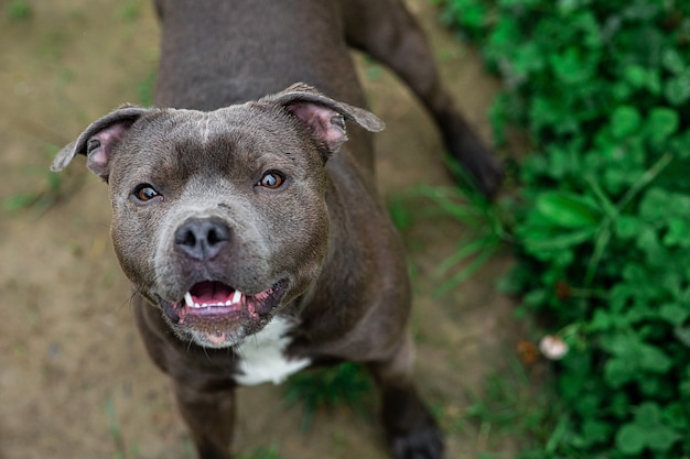 purebred American Staffordshire Terrier standing on ground in park looking at camera