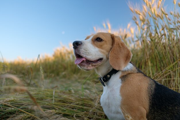 Purebred Beagle for a walk in the summer among the ripe Golden wheat