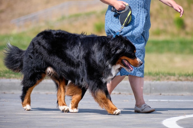 Purebred Bernese Mountain Dog on a walk with a woman