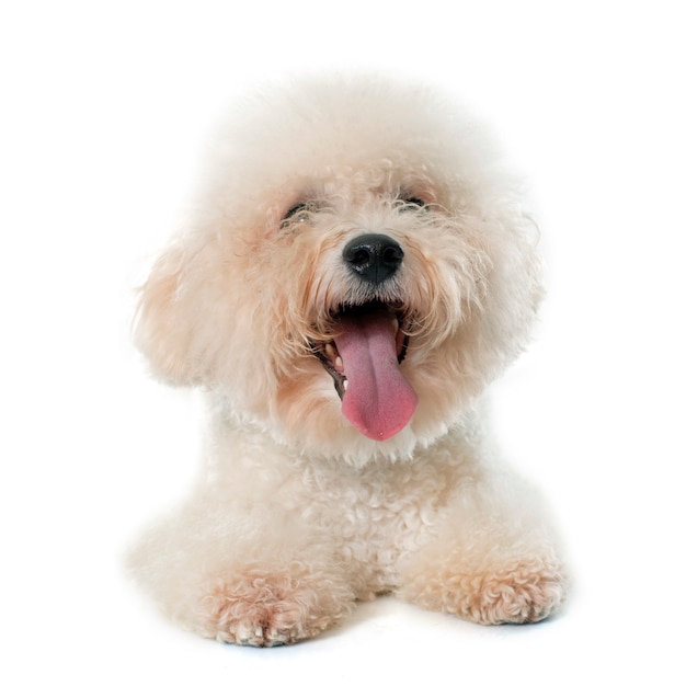 purebred bichon frise 