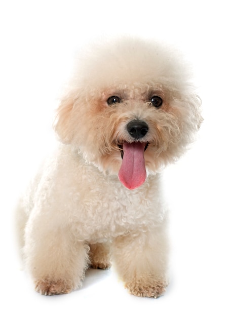 purebred bichon frise 