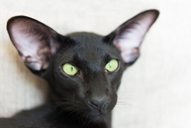 Purebred black oriental cat