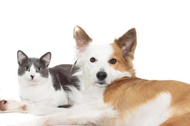 A purebred Border Collie dog and a gray and white cat laying together on a white background