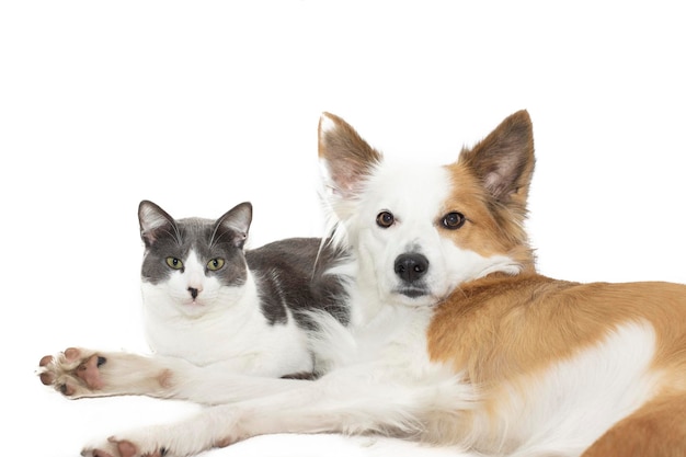 Un cane di razza border collie e un gatto grigio e bianco posati insieme su uno sfondo bianco