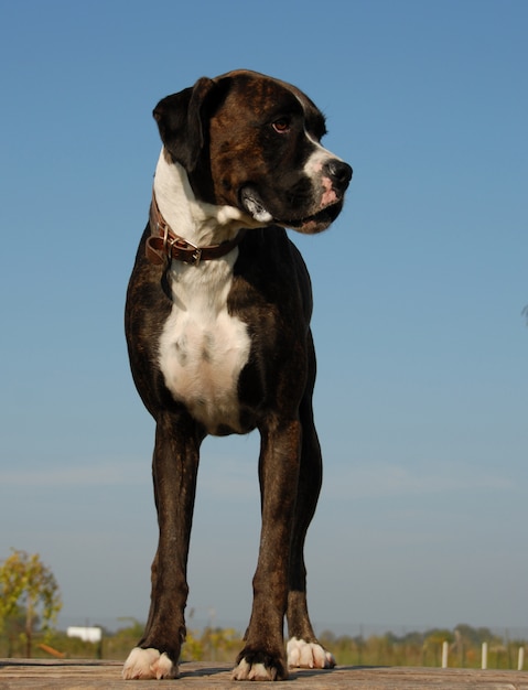 Purebred boxer