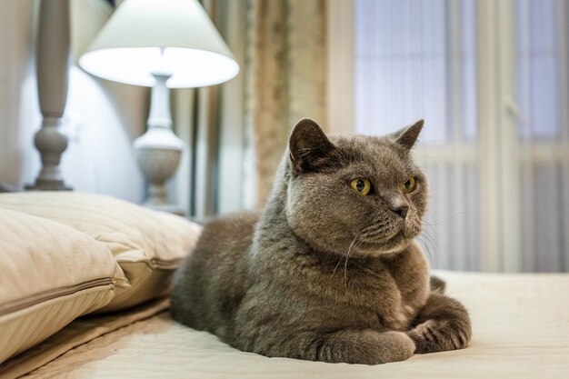 Gattino blu di razza british shorthair sul letto in interni costosi