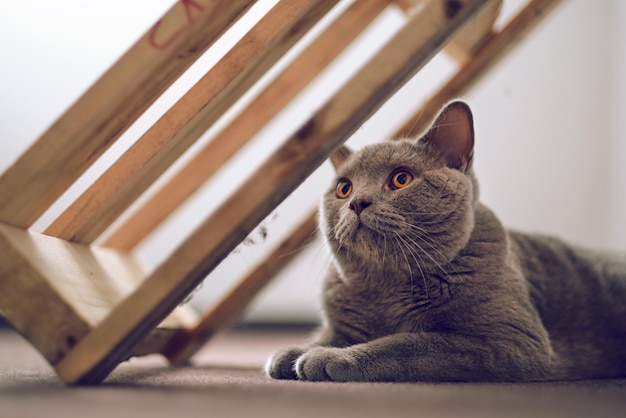 純血種のブリティッシュショートヘアの猫の屋内ポートレート