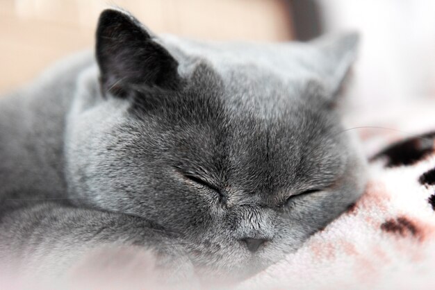 Purebred british shorthair cat sleeping on the bed