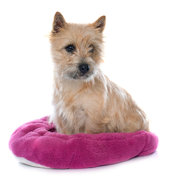 purebred cairn terrier