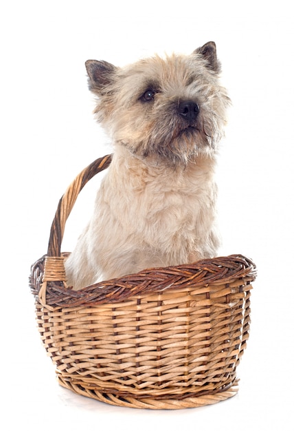 purebred cairn terrier