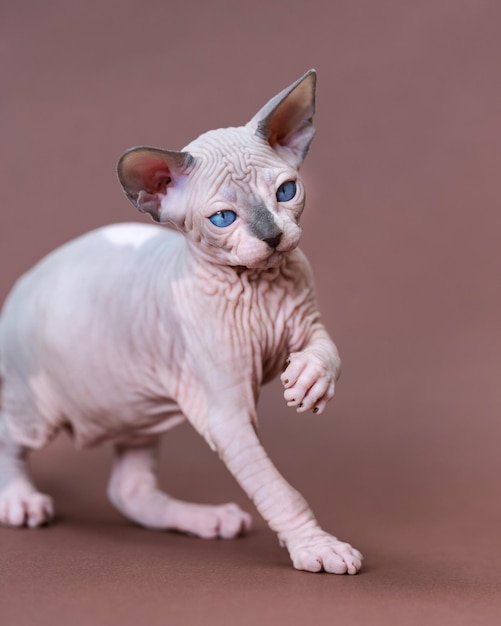 Gatto sphynx canadese di razza pura di visone blu e bianco che cammina su sfondo marrone distogliendo lo sguardo