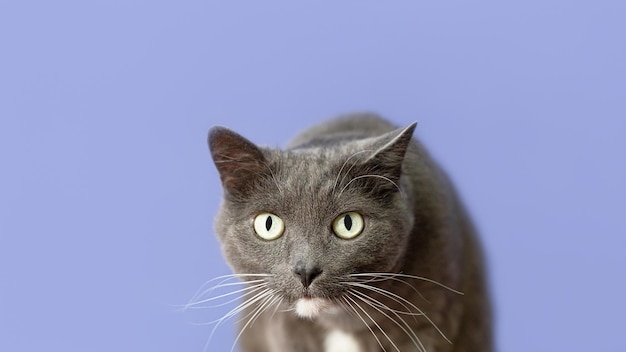 Purebred cat on a blue background Animal themes Copy space