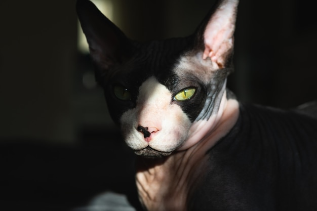 Purebred cat canadian sphynx lies on the bed	
