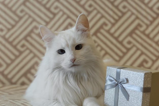 A purebred cat and a gift box Pets Holidays and events