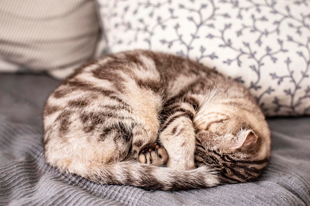純血種の猫スコティッシュフォールドがベッドの上でボールを丸め、足が顔を覆って暖かくなりました