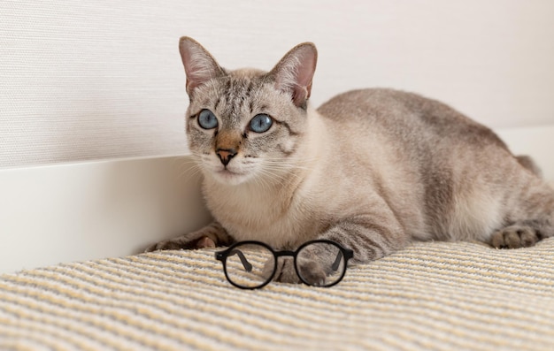 写真 家で眼鏡をかけた純血種の猫 読書と休息 居心地の良い家