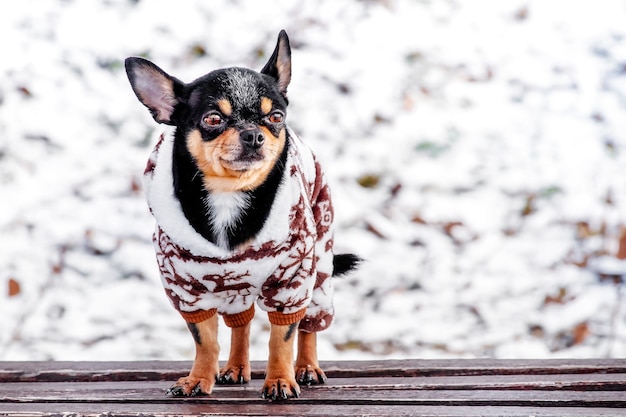 Photo purebred chihuahua on a walk in winter in clothes. a charming outfit for a dog. winter walk.