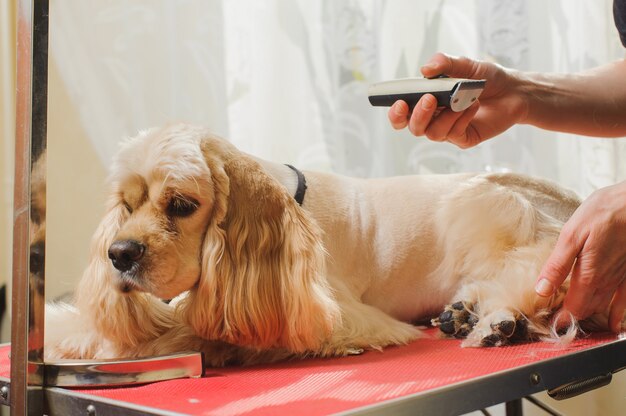 Purebred Cocker Spaniel is being groomed