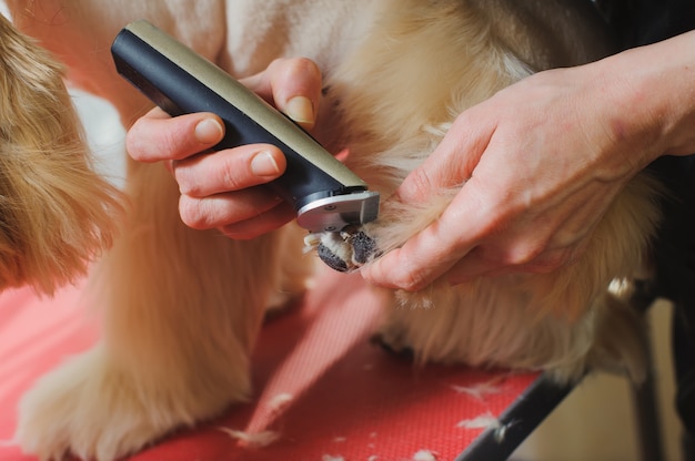 Photo purebred cocker spaniel is being groomed