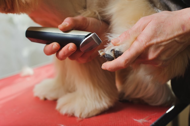 Purebred  Cocker Spaniel is being groomed