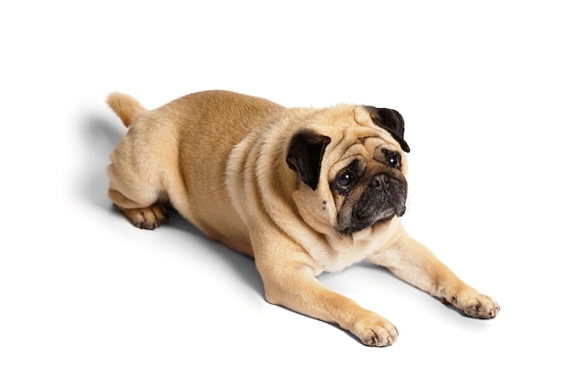 A purebred cute funny friendly pug lies on a white background and looks ahead expressively and with interest