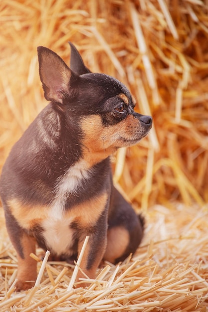 Purebred dog chihuahua tricolor profile A small breed dog on a background of straw