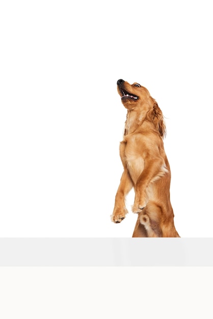 Photo purebred dog english cocker spaniel standing on hind legs and playing isolated on white background