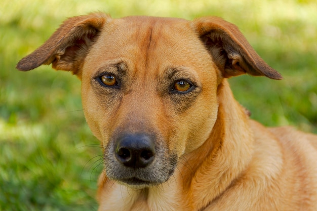 写真 純血種の犬の顔の詳細