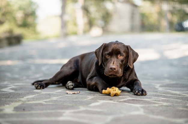 おもちゃの横にあるカメラを見ながら地面に横たわっている純血種の犬。