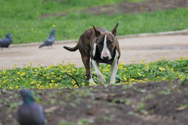 Purebred dog with a tiger coat color in the park pit bull in nature high quality photo