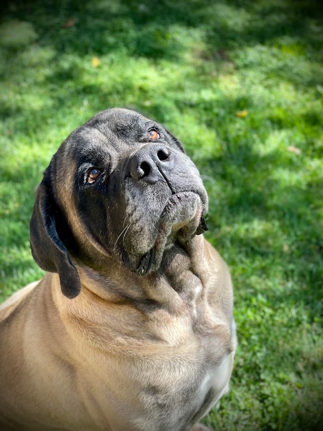 Photo purebred english mastiff