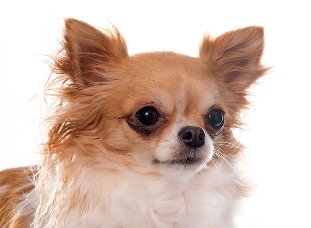 purebred female chihuahua