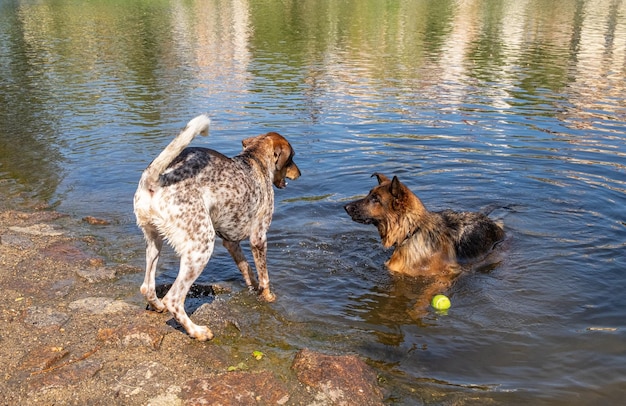 A purebred German shepherd dog plays catch with another dog