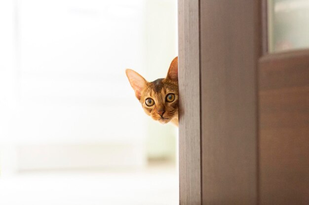 The purebred ginger abyssinian cat peeks out from behind the door in the room Copy space