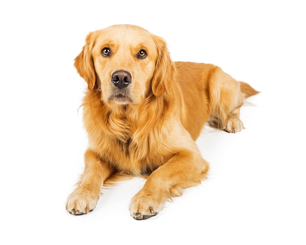 Purebred Golden Retriever Dog Lying on White