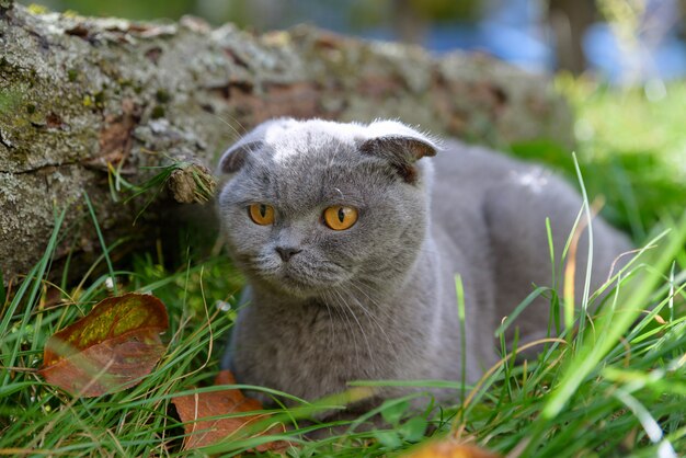 Purebred gray cat sitting outside on the grass around autumn