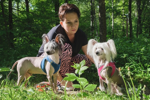 Purebred hairless dogs in harnesses sitting next to their\
owner