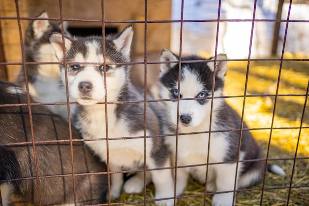 Purebred husky puppy in an openair cage at a dog farm haskiland near kemerovo russia