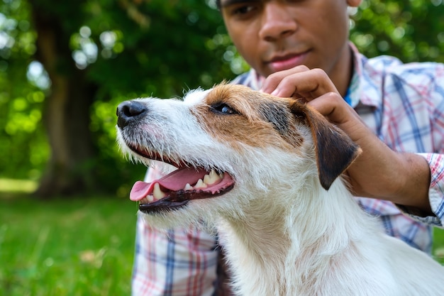 夏に公園を散歩している純血種のジャックラッセル犬。ジャックラッセルテリアと遊んでいて、かわいい犬をなでるアフリカ系アメリカ人の男がクローズアップ。