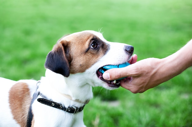 Purebred Jack Russell Terrier brought the ball to the owner and put his hand down. Dog plays a game with a canine dog close-up. Dog on a walk in the park. The dog is trained in teams. Pets concept