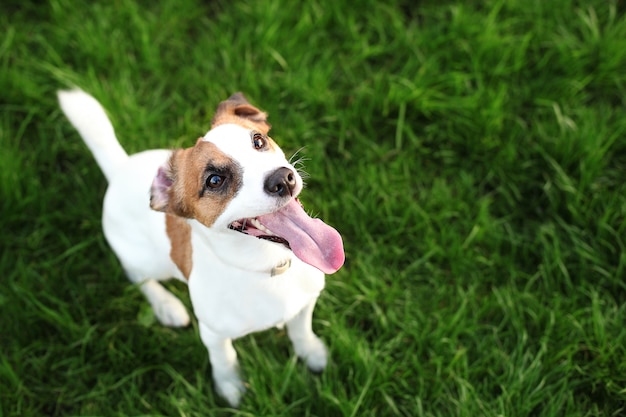 Purebred Jack Russell Terrier dog outdoors on nature in the grass on a summer day. Happy dog ​​sits in the park. Jack Russell Terrier dog smiling on the grass wall. Parson Russell Terrier