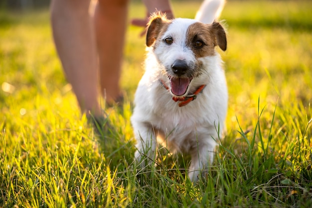 Purebred Jack russell terrier walk outdoors in grass on a sunset, soft sun backlight in a park