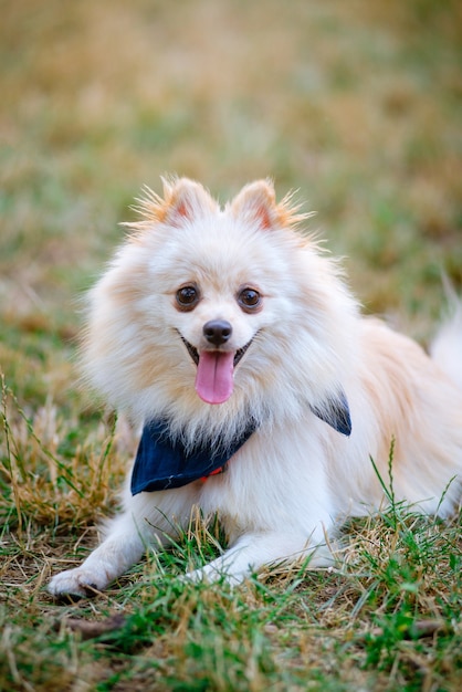 屋外で純血種の日本のスピッツ犬の肖像画